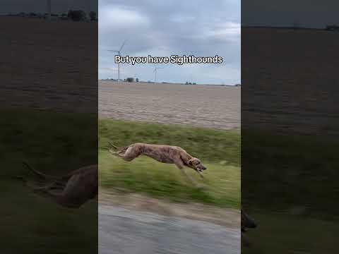 So you think you’re faster than a sighthound,eh? #runningdog #sighthound #greyhound #dogs #dogshorts