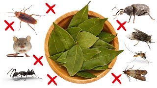 How to Get Rid of Pests Using Bay Leaves- COCKROACHES, MOSQUITOES, ANTS, FLIES, MOTHS, WEEVILS, MICE
