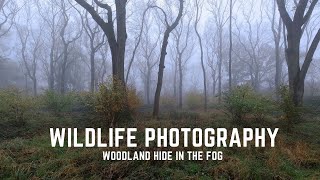 WILDLIFE PHOTOGRAPHY | Woodland hide in the fog & print giveaway