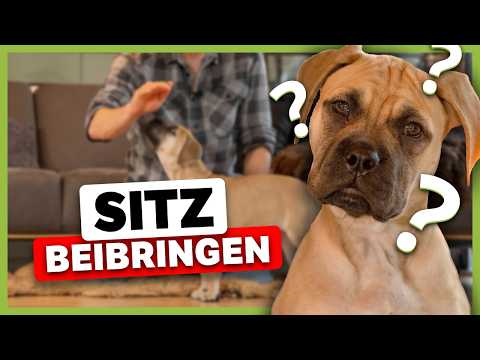 So bringst du deinem Hund das SITZ bei (Die Grundlage)