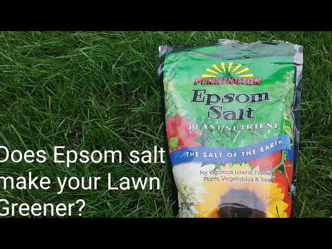 download lagu mp3 mp4 Epsom Salt For Grass, download lagu Epsom Salt For Grass gratis, unduh video klip Epsom Salt For Grass