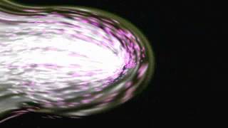 That Dog NEVER SAY NEVER Unreleased Original Version