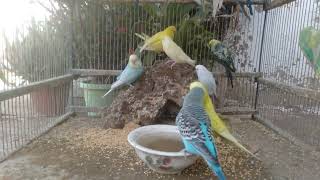 🌱初心者でもできる安全なインコDIY