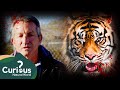 SCARILY Deadly Lions and Tigers Push Owners To The Limit | Full Episode | Curious?: Natural World |