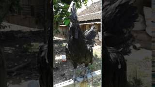 Download lagu Kokok Ayam Jago Cemani mp3 Download lagu Kokok Ayam Jago Cemani mp3