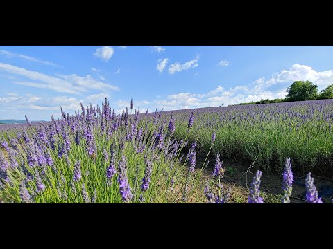 Biolavanda , Delureni - Urmeniș - Bistrița Năsăud #BiolavandaBistrița #Lavanda #UndevaInRomania