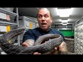 IS that a COBRA I'm FREE HANDLING?? | BRIAN BARCZYK