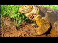 Exploring The Galapagos Islands