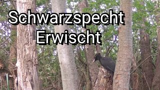 Schwarzspecht vor der Wildkamera