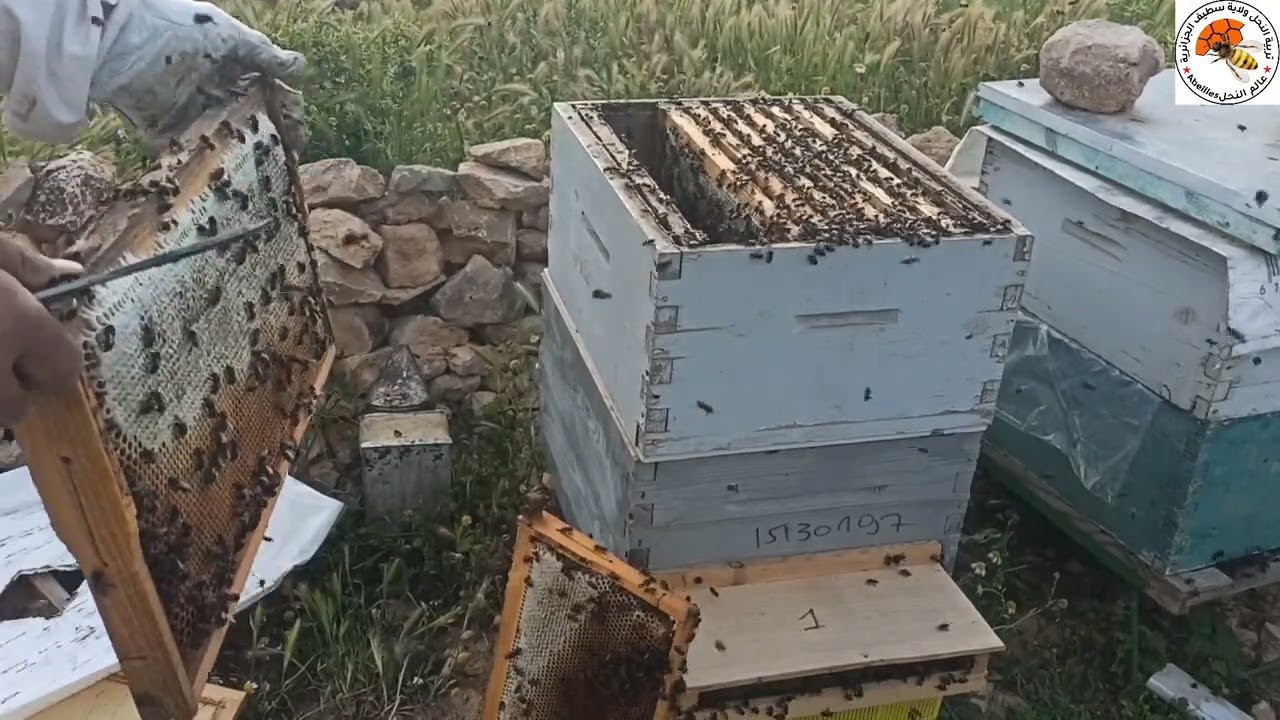 شاهد ماذا حصل في العاسلة بعد وضع الحاجز الملكي