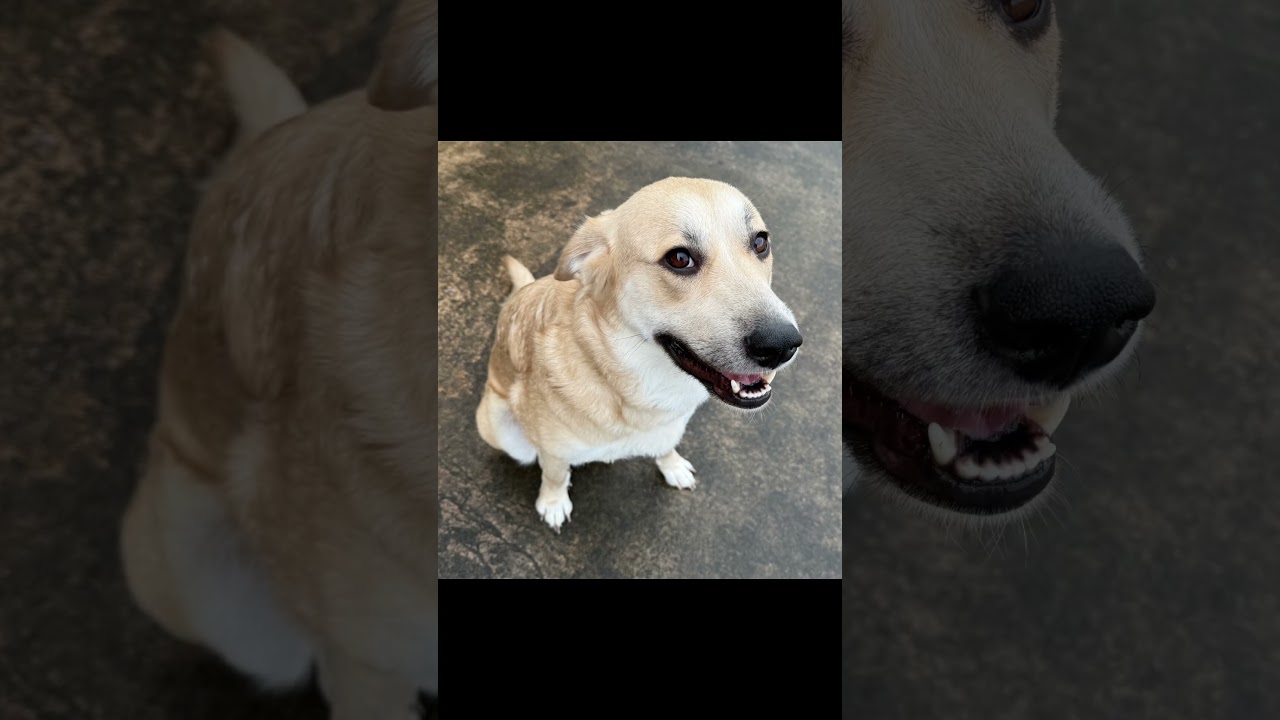 Enlarge Amy, a ADOPTABLE mixed breed in New Canaan, CT video 1/6