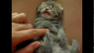 Epic cat videos! Cute, funny and scary kitten all in one!