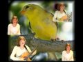 Yellow Bird song, Chris Isaak cover, 3 part harmony