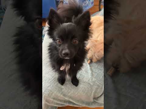 Pippin, an adoptable Pomeranian & Papillon Mix in Santa Monica, CA_image-1