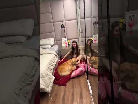 GOLDEN RETRIEVER SE RECUSA A DEITAR EM LENÇOL SUJO E ENCANTA A WEB