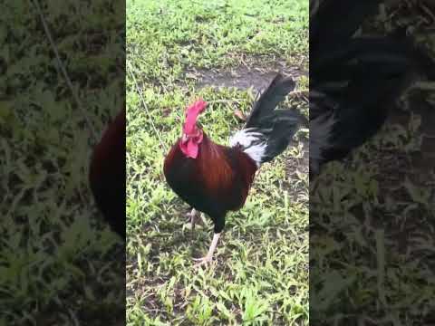 Roundhead x Claret and Claret x Hatch stags, Tonio and Mica Gamefarm