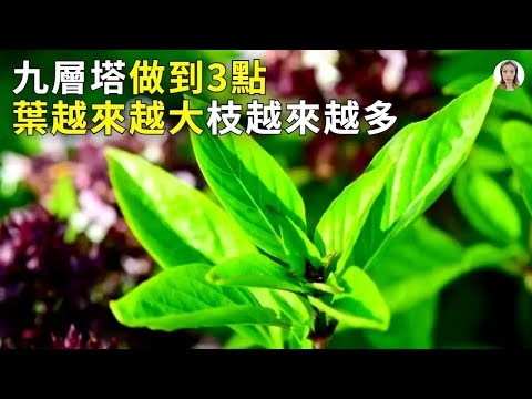 九層塔這樣種，不再黃葉枯葉，馬上爆盆吃也吃不完|羅勒|花花世界