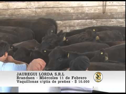 Jauregui Lorda S.R.L. - Venta Vientres