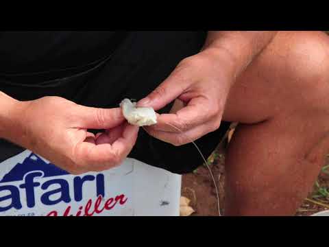 2018 BAITS - Chokka ink sack bait