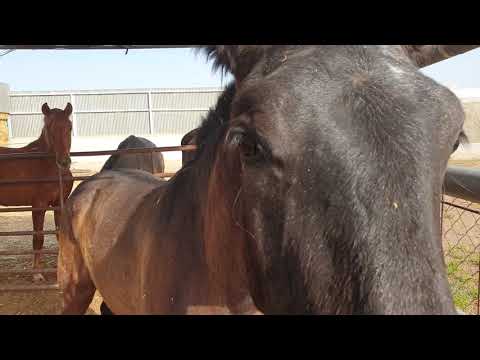 PRE JÄHRLING HENGST  CARAVIEJO IM VERKAUF