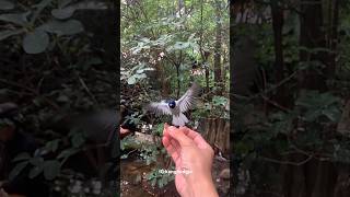 Download lagu BURUNG SERIWANG & CICA DAUN #kicaumania #birds #nature #burung #aviary #cucakijo #paradise mp3 Download lagu BURUNG SERIWANG & CICA DAUN #kicaumania #birds #nature #burung #aviary #cucakijo #paradise mp3