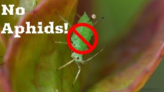 Get Aphids Off Your Strawberry Plants!