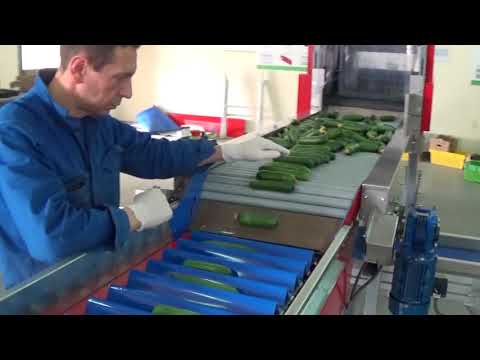 Cucumber Grading Line