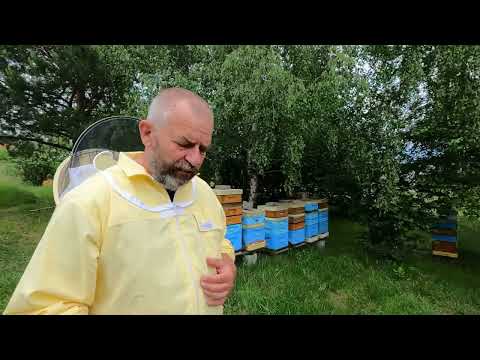 Apiary for the Lazy Man Part 3 - A Definite Elimination of the Swarm Mood