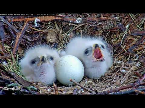 Fuzzy Red-tailed Hawk Chicks Bookend Unhatched Egg – May 5, 2021