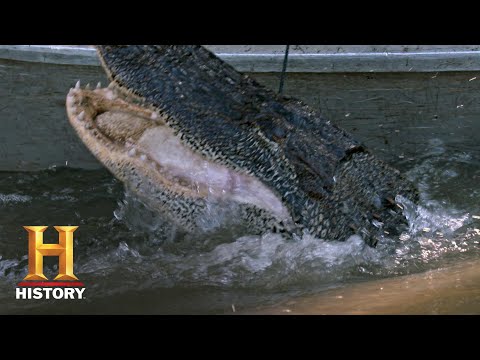 沼の人々。トロイとアシュリーのゲイターハント（シーズン11）｜歴史 (Swamp People: Troy and Ashley's Gator Hunt (Season 11) | History)