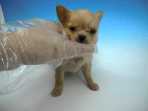 ワンラブ 8156 チワワ【ロングコート】 レッド オス