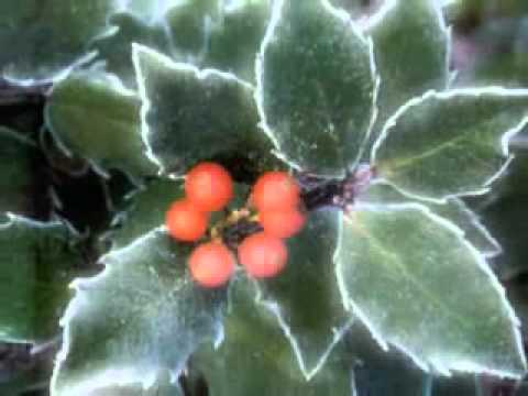 Bing Crosby - Silent Night. (SL)