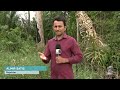DESMATAMENTO ILEGAL RESULTA EM MULTA EM MAIS DE UM MILHÃO EM ITAPUÃ DO OESTE