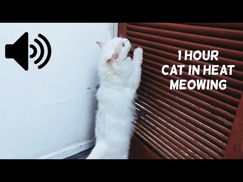 1 HOUR CAT IN HEAT MEOWING