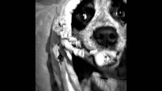 She&#39;s a Knockout Social Distortion