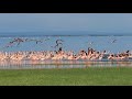 A Pink Paradise Flamingos Of Lake Manyara National Park Regal African Safaris