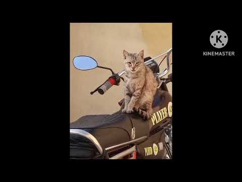 best cat 🐈🐈🐈🐈