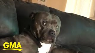 Download lagu Dog makes the most judgemental face when their mom sings l GMA Digital mp3