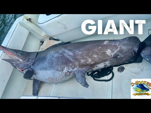 GIANT Swordfish off Miami INSANE Fight