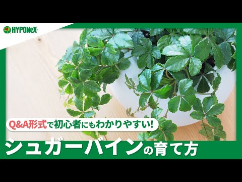 パイン 植物