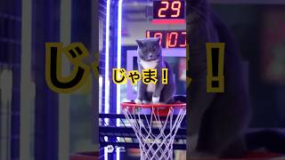 ブロックするそらまる#cat #funny #ねこのいる生活