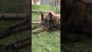 Video preview image #1 Holland Shepherd-Unknown Mix Puppy For Sale in Pasadena, CA, USA