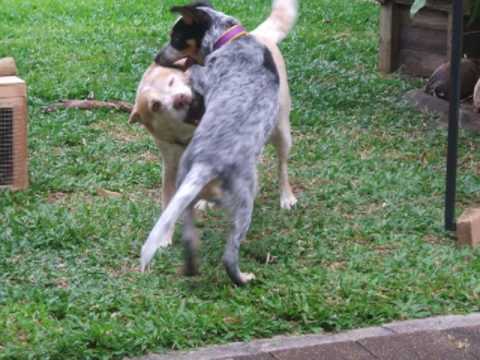 Makaira The Dimbulla Wonderdog