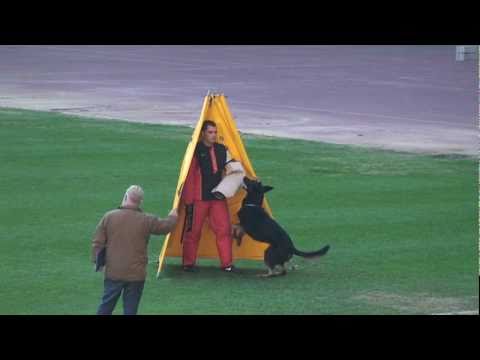 Bart z Lukyho Dvora, 2010 WUSV WM C96