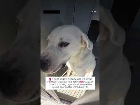 Can you help our rescue dogs⁉️🥺Link in our bio🫶 #amazon #rescuedog #chihuahua #shelter #florida