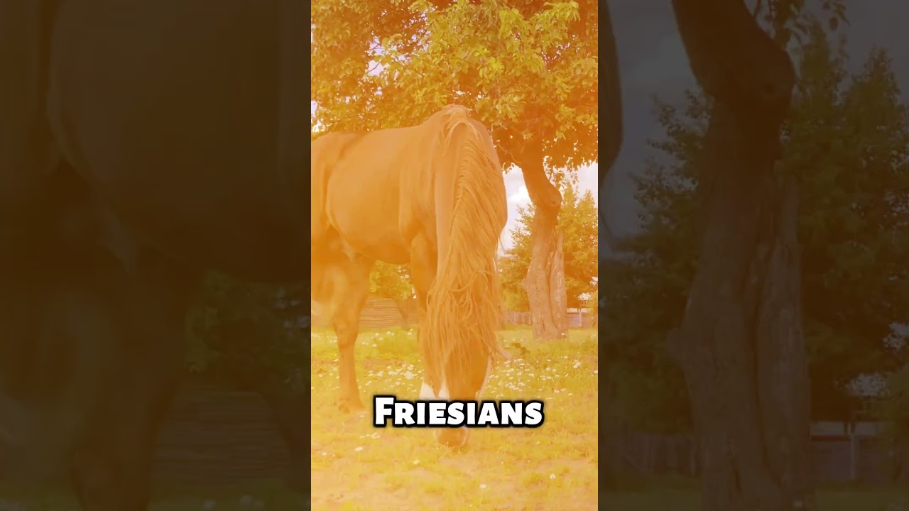 De paarden van 50 miljoen dollar die alleen de allerrijksten zich kunnen veroorloven.