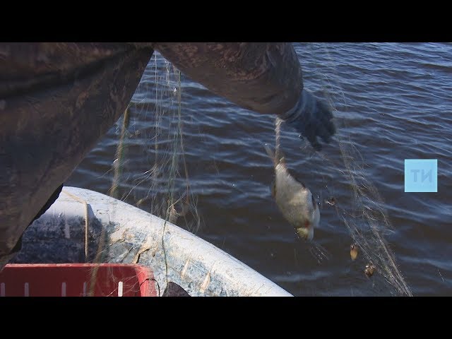 За 45 дней в Татарстане возбуждено 34 уголовных дела по фактам браконьерства