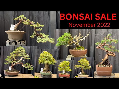 Bonsai for Sale November 2022 - 15 bonsai for sale - Melbourne Victoria
