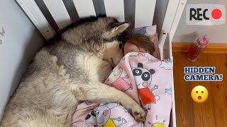 Sad Husky Sneaks Into Babies Room Caught On Camera Pining For Her Baby!😭. [HIDDEN CAM!!]