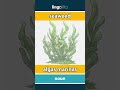 seaweed - algas marinas video thumbnail